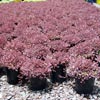 ACAENA INERMIS PURPUREA