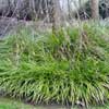 ACORUS GRAMINEUS MINI GREEN