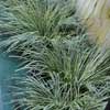 ACORUS GRAMINEUS VARIEGATA