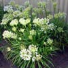 AGAPANTHUS SEA FOAM