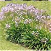 AGAPANTHUS STREAMLINE