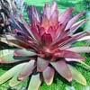 ALCANTAREA IMPERIALIS RUBRA