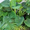 ALOCASIA CUCULATA JADE MILLIE