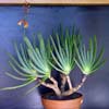ALOE PLICATILIS