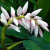 ALPINIA ZERUMBET VARIEGATA