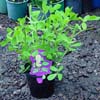 ARACHIS HYPOGAEA