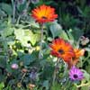 ARCTOTIS ORANGE FLAME