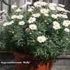 ARGYRANTHEMUM POLLY