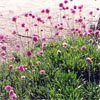 ARMERIA BEES RUBY