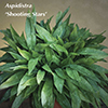 ASPIDISTRA SHOOTING STARS