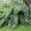 ASPLENIUM BULBIFERUM HEN   CHICKEN FERN