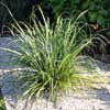 ASTELIA BANKSII