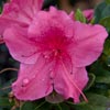 AZALEA ENCORE CARNIVALE