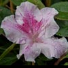 AZALEA ENCORE TWIST