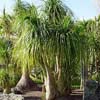 BEAUCARNEA RECURVATA