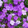 BRUNFELSIA CALYCINA EXIMIA