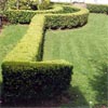 BUXUS SEMPERVIRENS