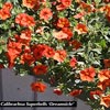 CALIBRACHOA  SUPERBELLS DREAMSICLE