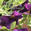 CALIBRACHOA SUPERBELLS IMPERIAL PURPLE