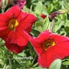CALIBRACHOA SUPERBELLS RED
