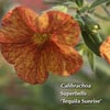 CALIBRACHOA SUPERBELLS TEQUILA SUNRISE
