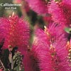 CALLISTEMON HOT PINK