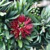 CALLISTEMON VIMINALIS LITTLE JOHN