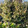 CAMELLIA FAIRY BLUSH