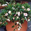 CAMELLIA QUINTESSENCE