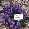 CAMPANULA MURIALIS
