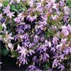 CAMPANULA PORTENSCHLAGIANA