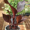 CANNA AUSTRALIA