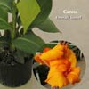 CANNA EMERALD SUNSET