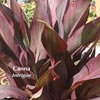 CANNA INTRIGUE