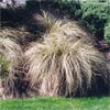 CAREX FLAGELLIFERA