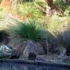 CAREX SECTA