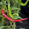 CHILLI ASIAN FIRE