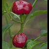 CHILLI CHERRY LARGE HOT