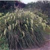 CHIONOCHLOA FLAVICANS