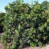 CITRUS LIME TAHITI