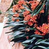 CLIVIA MINIATA