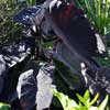 COLOCASIA BLACK MAGIC