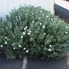 CONVOLVULUS CNEORUM