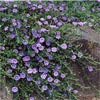 CONVOLVULUS MAURITANICUS