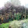 CORDYLINE MIDNIGHT STAR