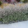 COROKIA LITTLE PRINCE