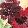 COSMOS CHOCO MOCHA