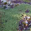 COTULA PERPUSILLA