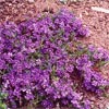 DAMPIERA DIVERSIFOLIA