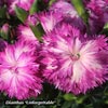 DIANTHUS UNFORGETTABLE